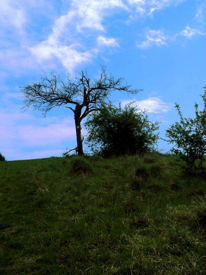 "Mein Freund, der Baum"