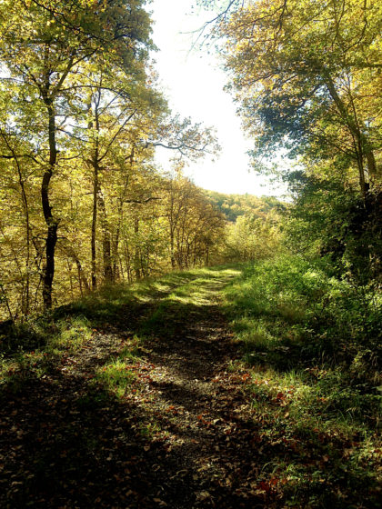 Gehen + Wald + Licht + Farben = Wohlgefühl