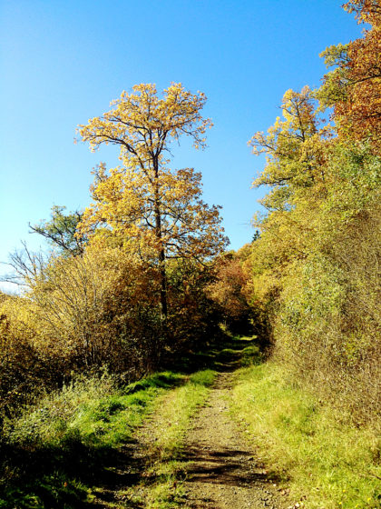 Autumn colours