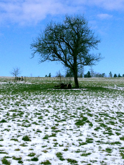 Wintertagidylle mit Baum und Landwirtschaftsutensil