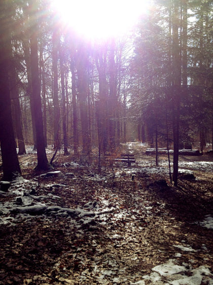 Auch im Wald immer helleres Licht