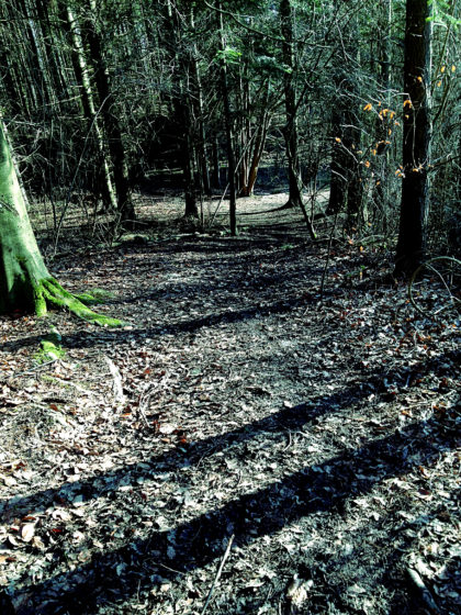 Die letzten Meter durch den jetzt schattendunklen Wald