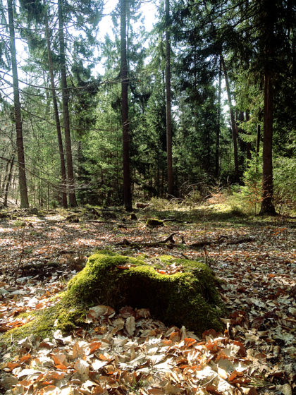 Die ersten sechs Kilometer der Schlossbergtour führen beinahe ausschließlich durch einen richtig schönen Frühlingswald