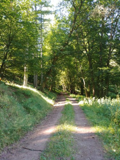 Deshalb biege ich früher in den Wald ab als beabsichtigt