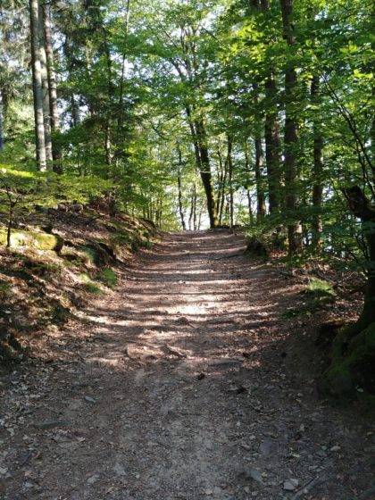 Noch immer sehr heller Wald