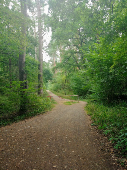 Im Wald vor Steinheim