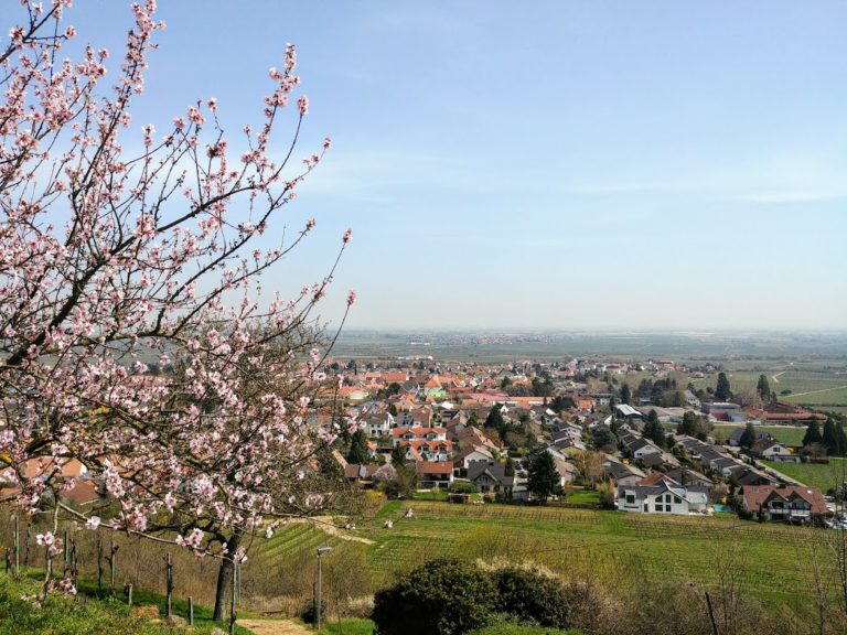 STADTANSICHTEN WACHENHEIM AN DER WEINSTRAßE