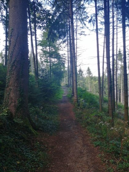 Die letzen Kilometer bis Kappel führen wieder durch Wald